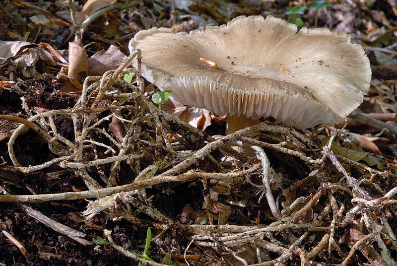 Megacollybia